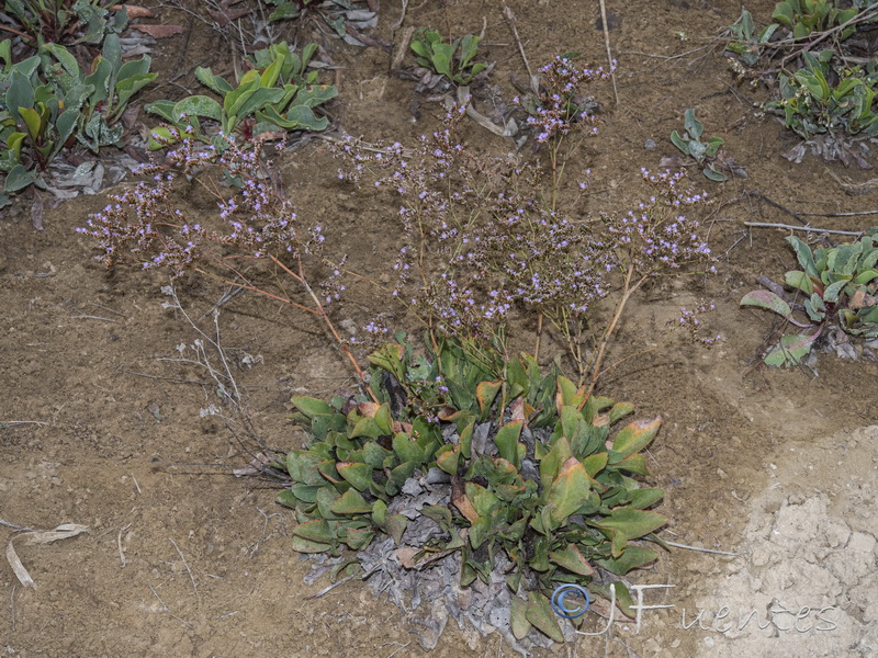 Limonium angustebracteatum.08