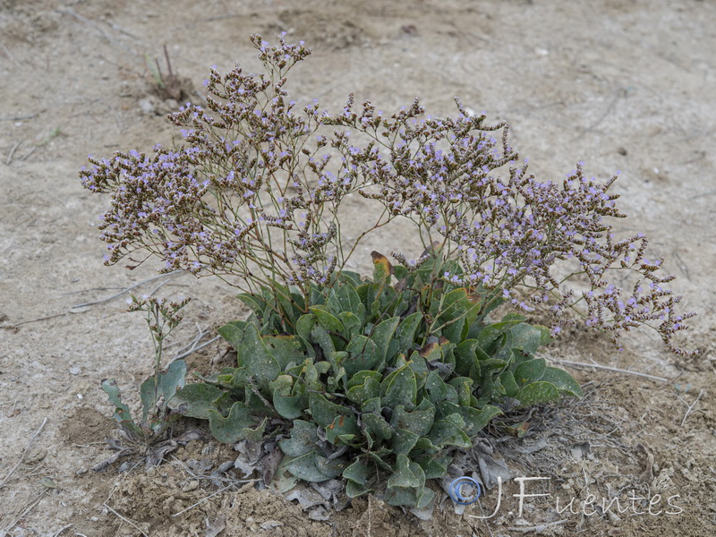 Limonium angustebracteatum.12