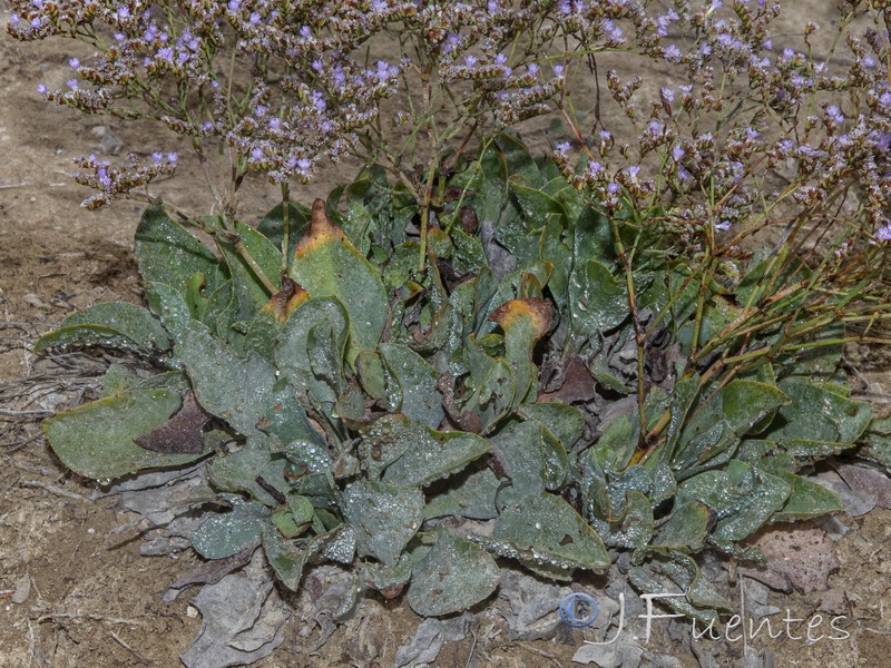 Limonium angustebracteatum.13