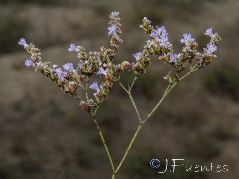 Limonium angustebracteatum.15