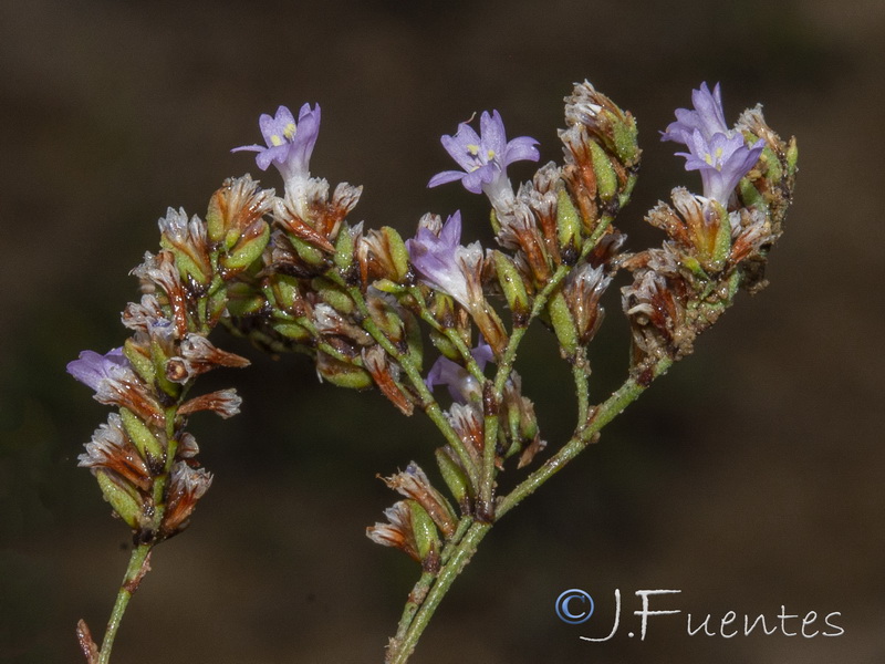 Limonium angustebracteatum.16