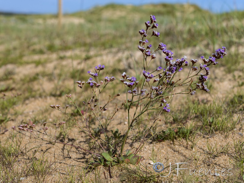 Limonium auriculae ursifolium.01