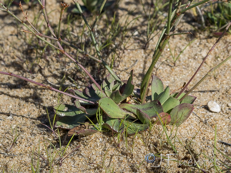 Limonium auriculae ursifolium.02