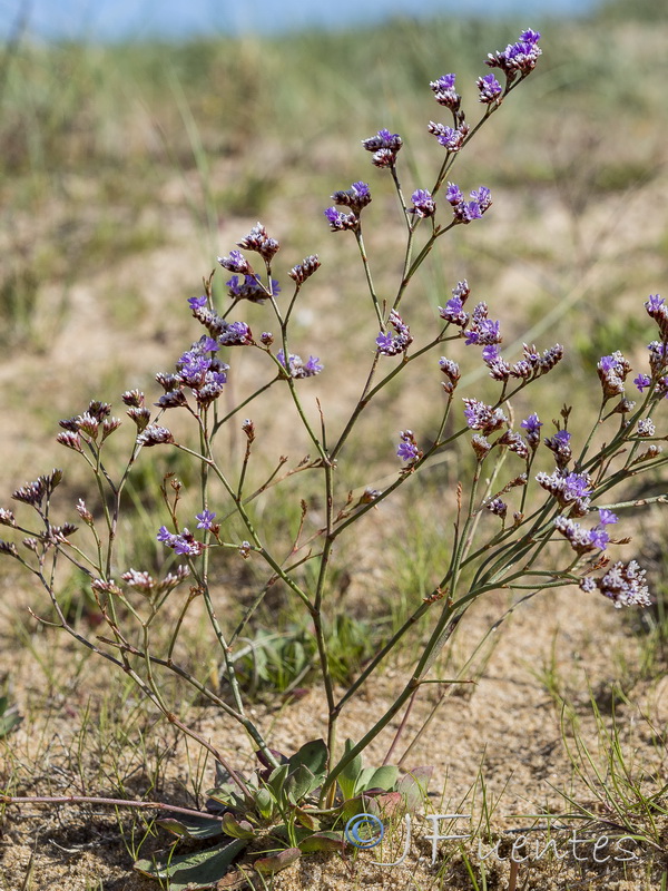 Limonium auriculae ursifolium.03