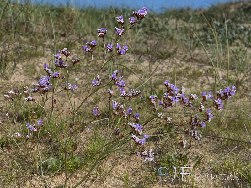 Limonium auriculae ursifolium.04