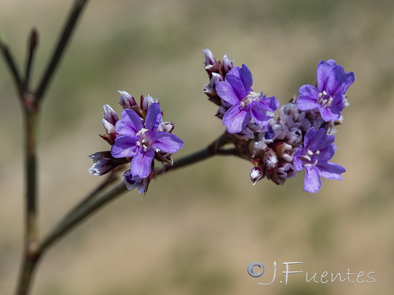 Limonium auriculae ursifolium.05