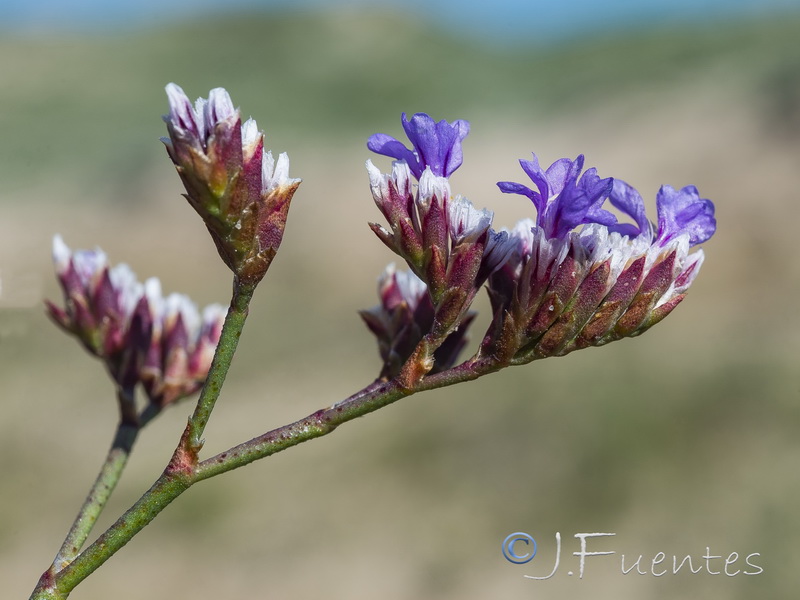 Limonium auriculae ursifolium.06