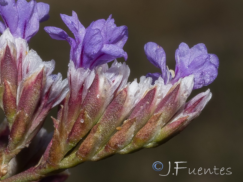 Limonium auriculae ursifolium.07