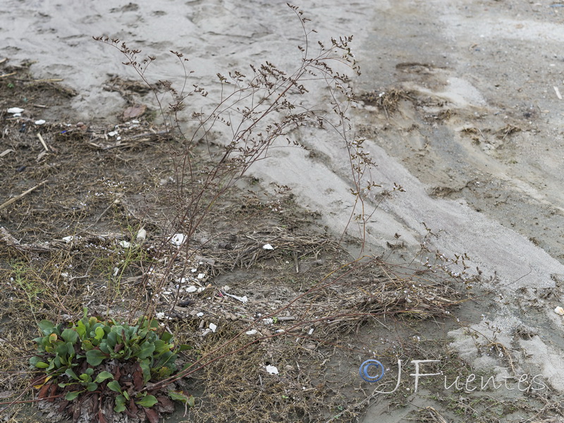 Limonium cossonianum.04