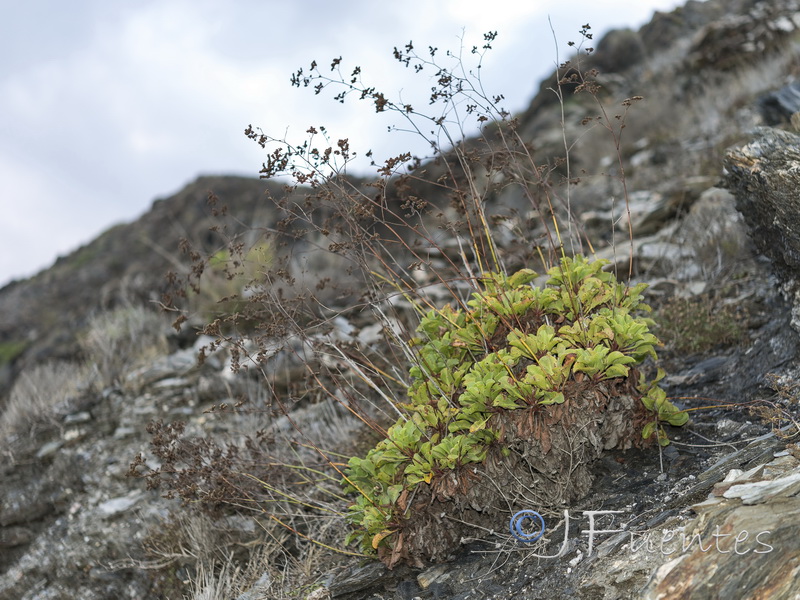 Limonium cossonianum.06