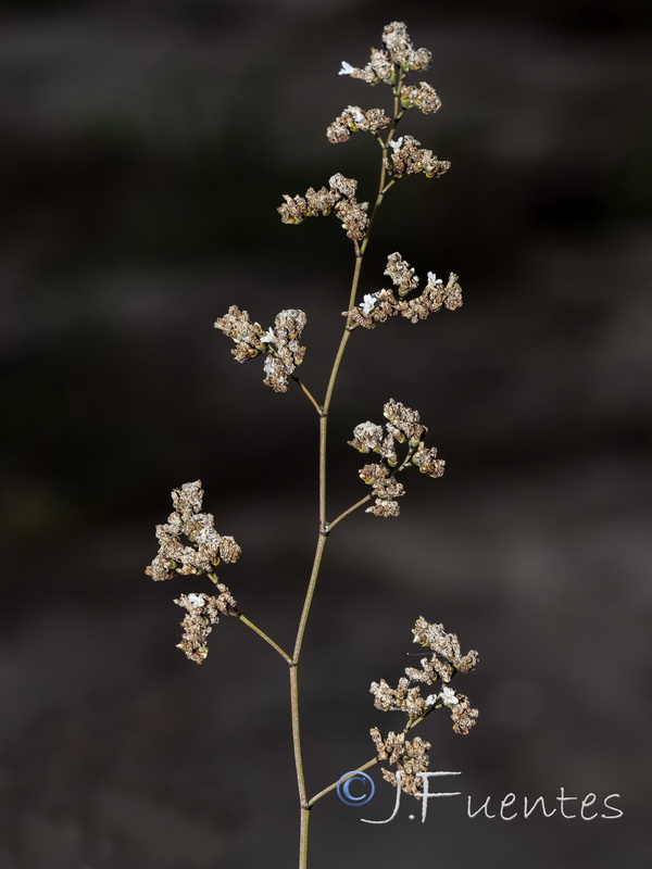 Limonium cossonianum.09