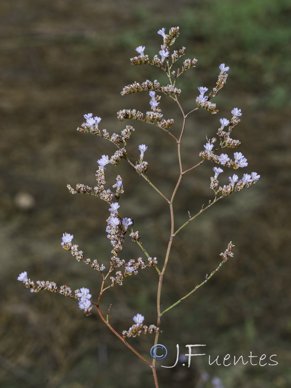 Limonium cossonianum.10