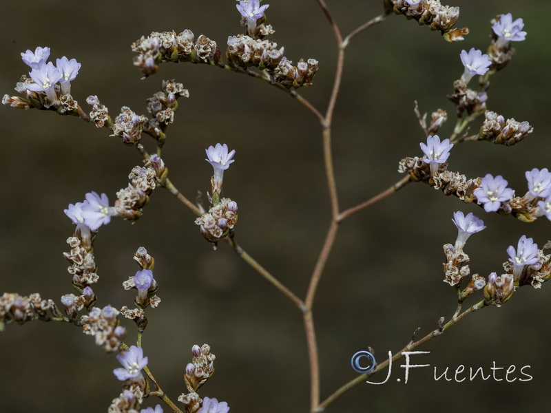 Limonium cossonianum.12