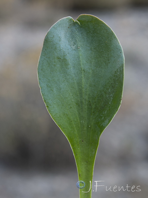 Limonium cossonianum.21