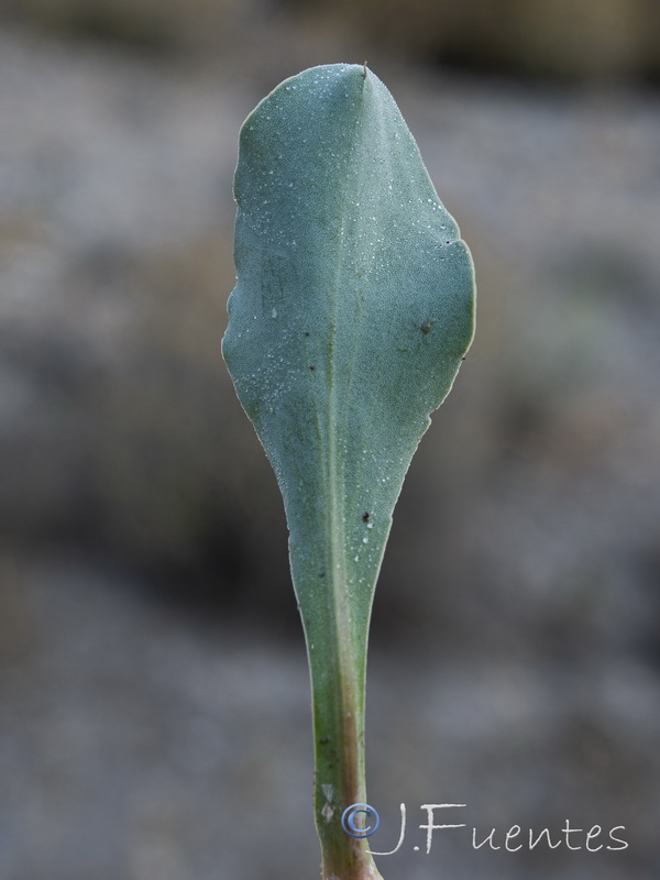Limonium cossonianum.24