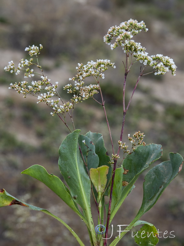Limonium cossonianum.25