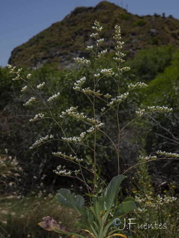 Limonium cossonianum.29