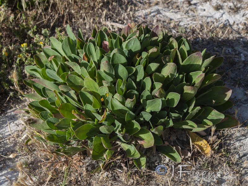 Limonium densissimum.05