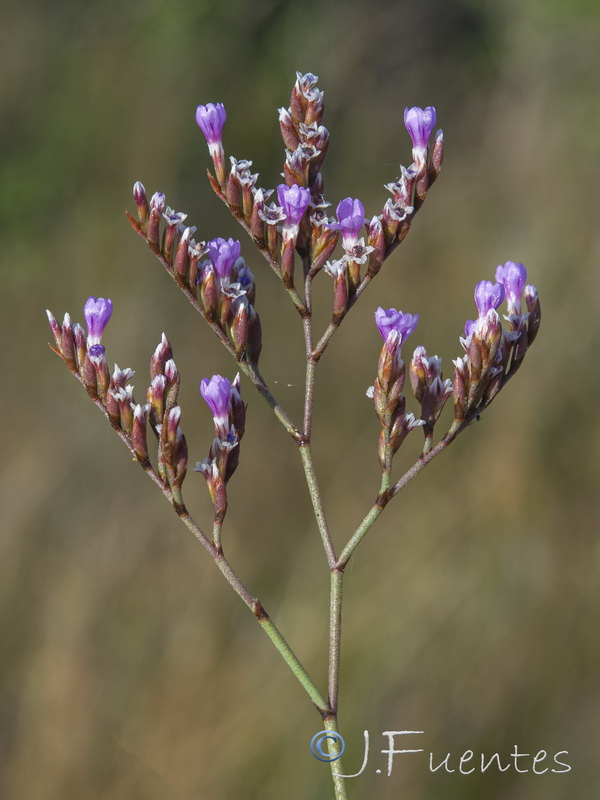 Limonium densissimum.09