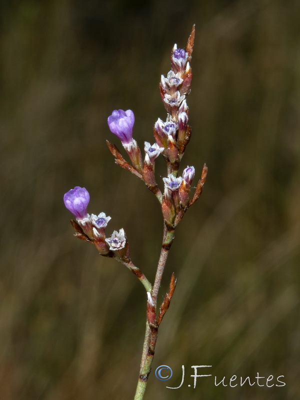 Limonium densissimum.13