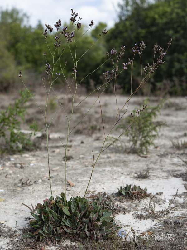 Limonium densissimum.19