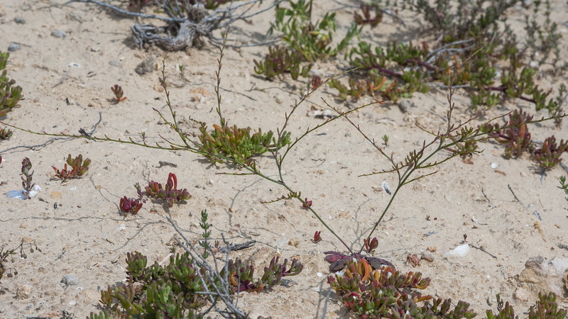 Limonium echioides.01