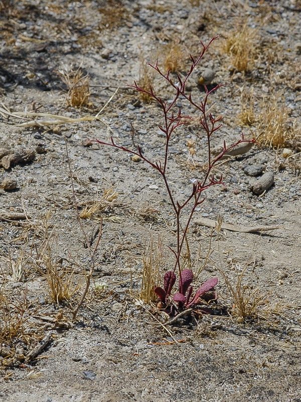 Limonium echioides.03