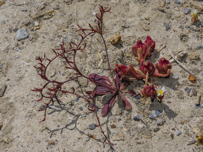 Limonium echioides.05