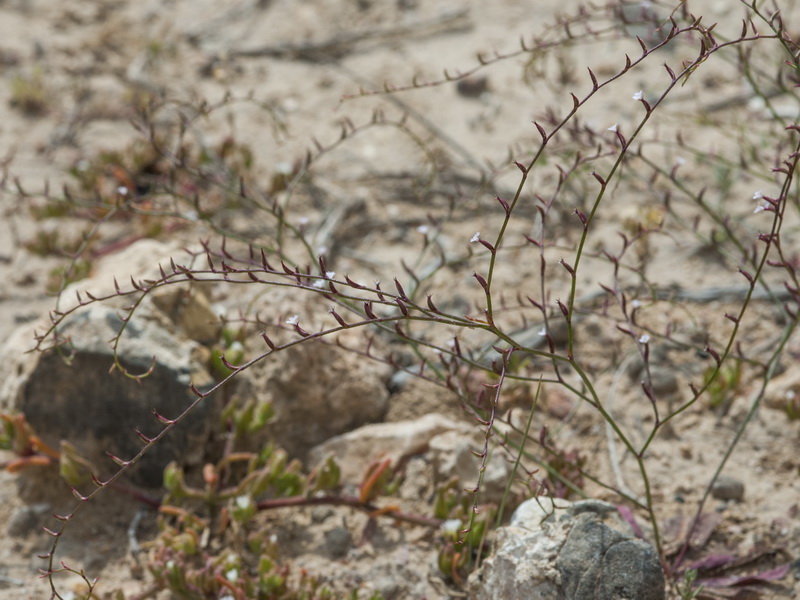 Limonium echioides.06