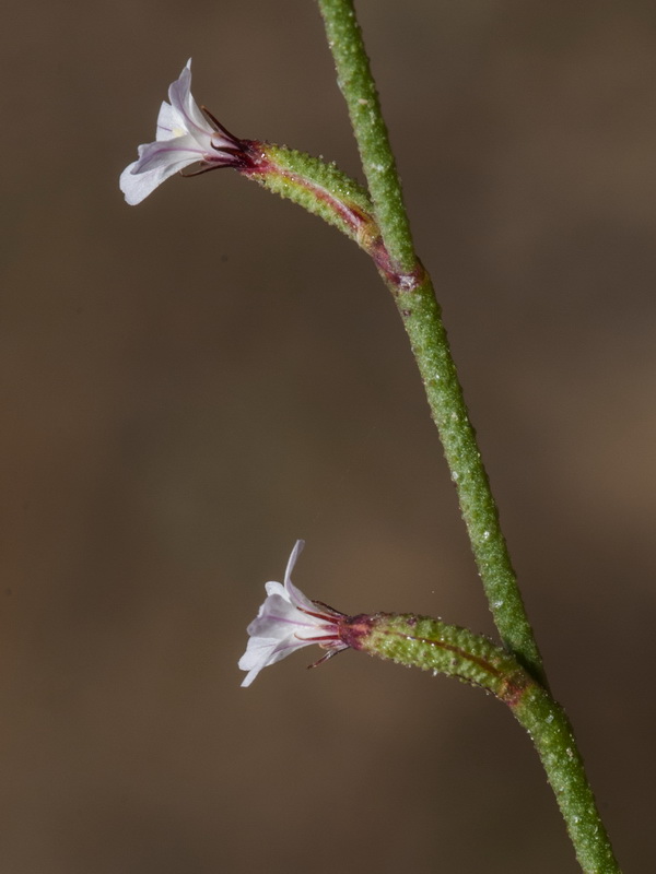Limonium echioides.14