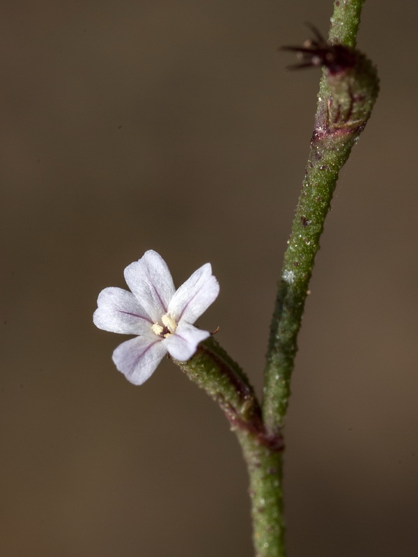 Limonium echioides.15