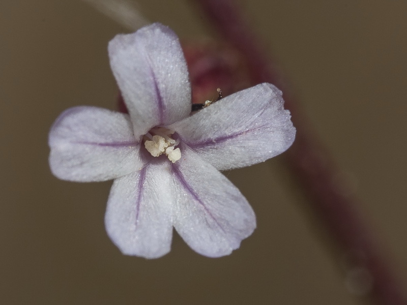 Limonium echioides.18