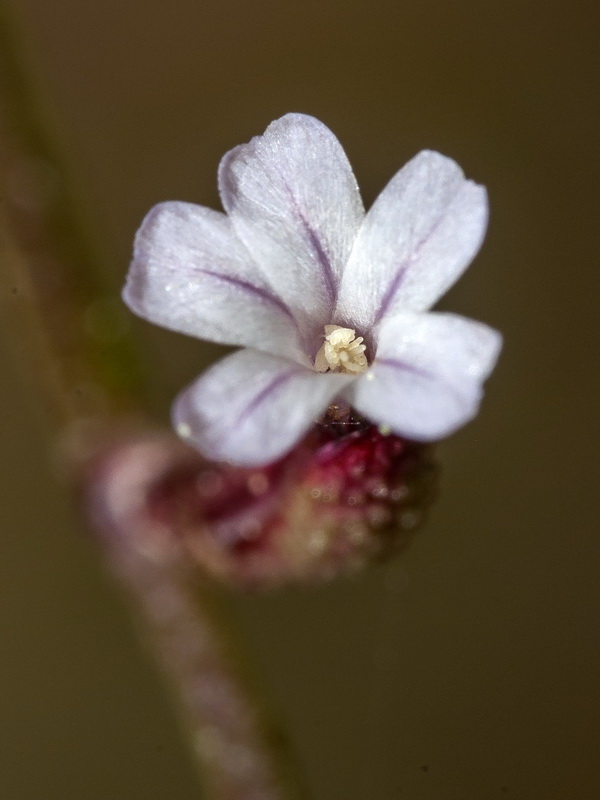 Limonium echioides.19
