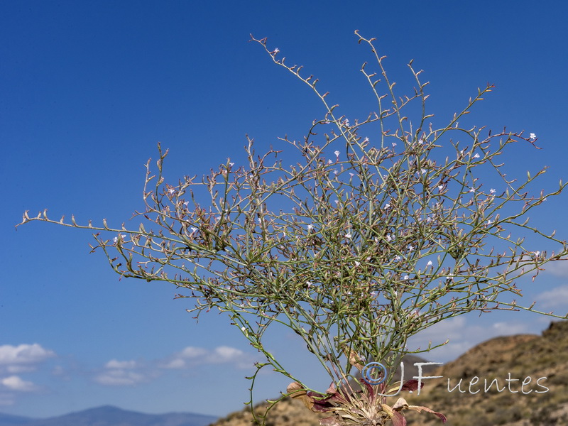 Limonium echioides.24
