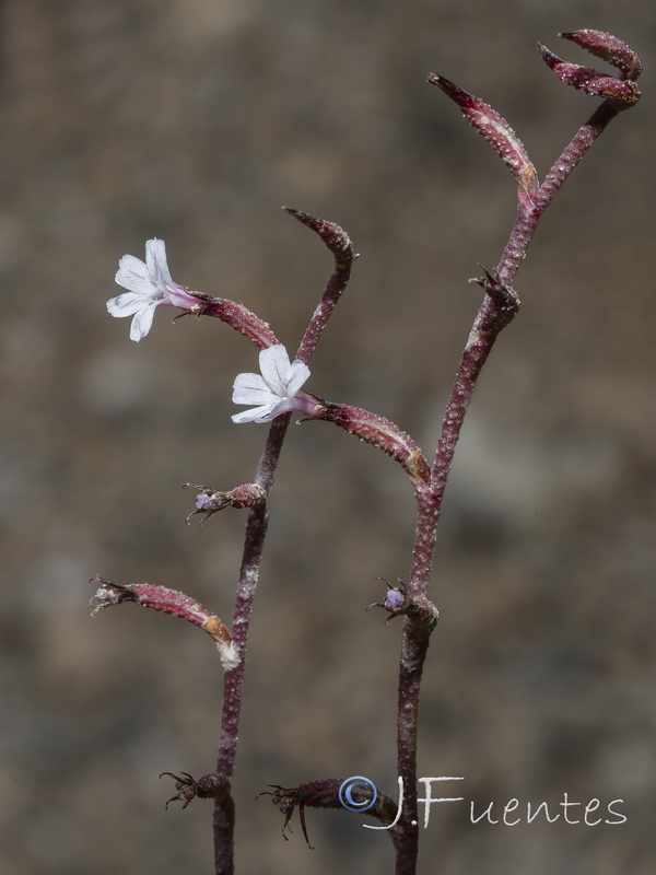 Limonium echioides.27