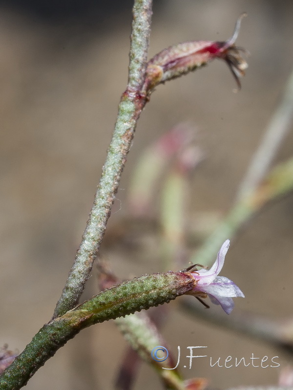 Limonium echioides.28