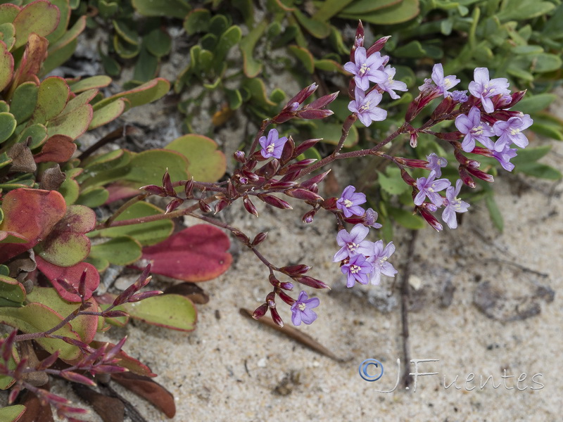 Limonium emarginatum.02