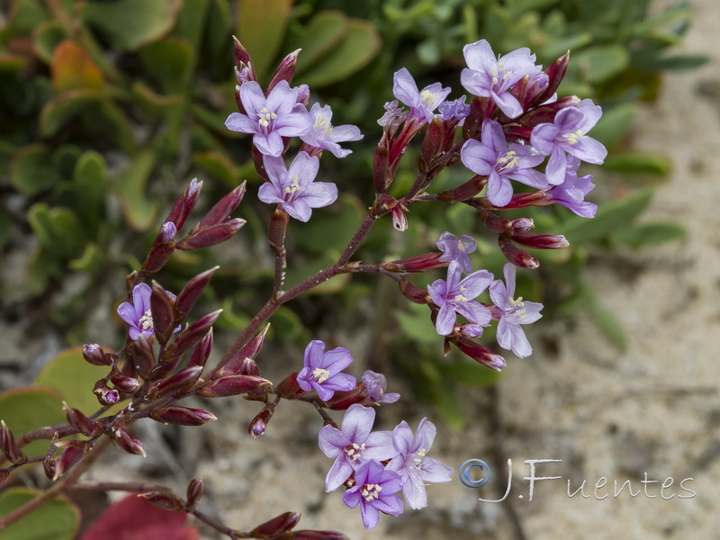 Limonium emarginatum.04