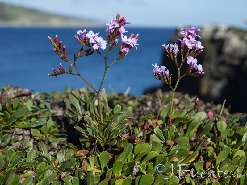 Limonium emarginatum.07