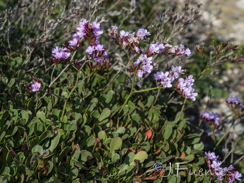 Limonium emarginatum.01