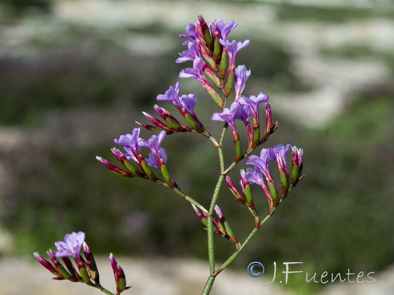 Limonium emarginatum.10