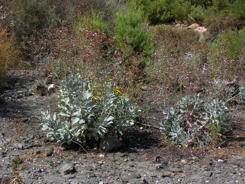 Limonium estevei.01