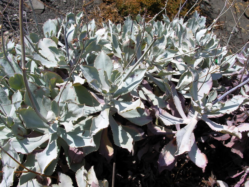 Limonium estevei.02