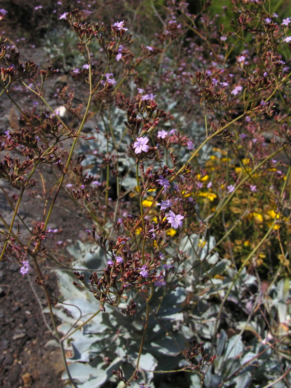 Limonium estevei.03