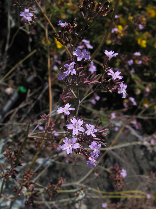 Limonium estevei.04