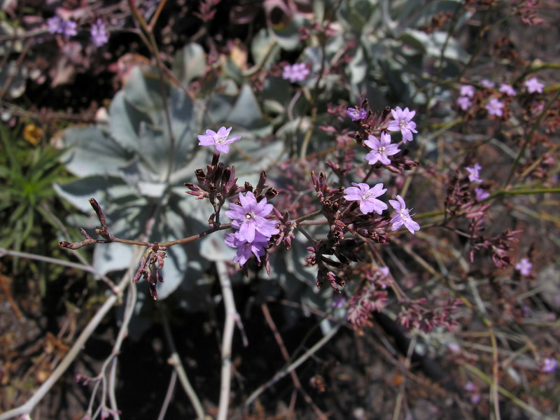 Limonium estevei.05