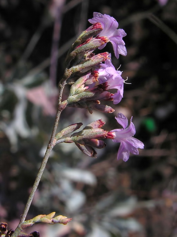 Limonium estevei.06