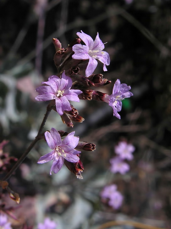 Limonium estevei.07