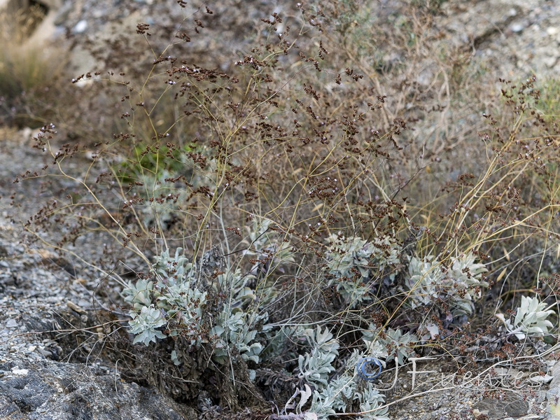 Limonium estevei.13