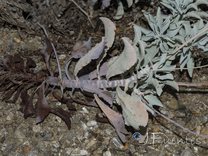 Limonium estevei.16